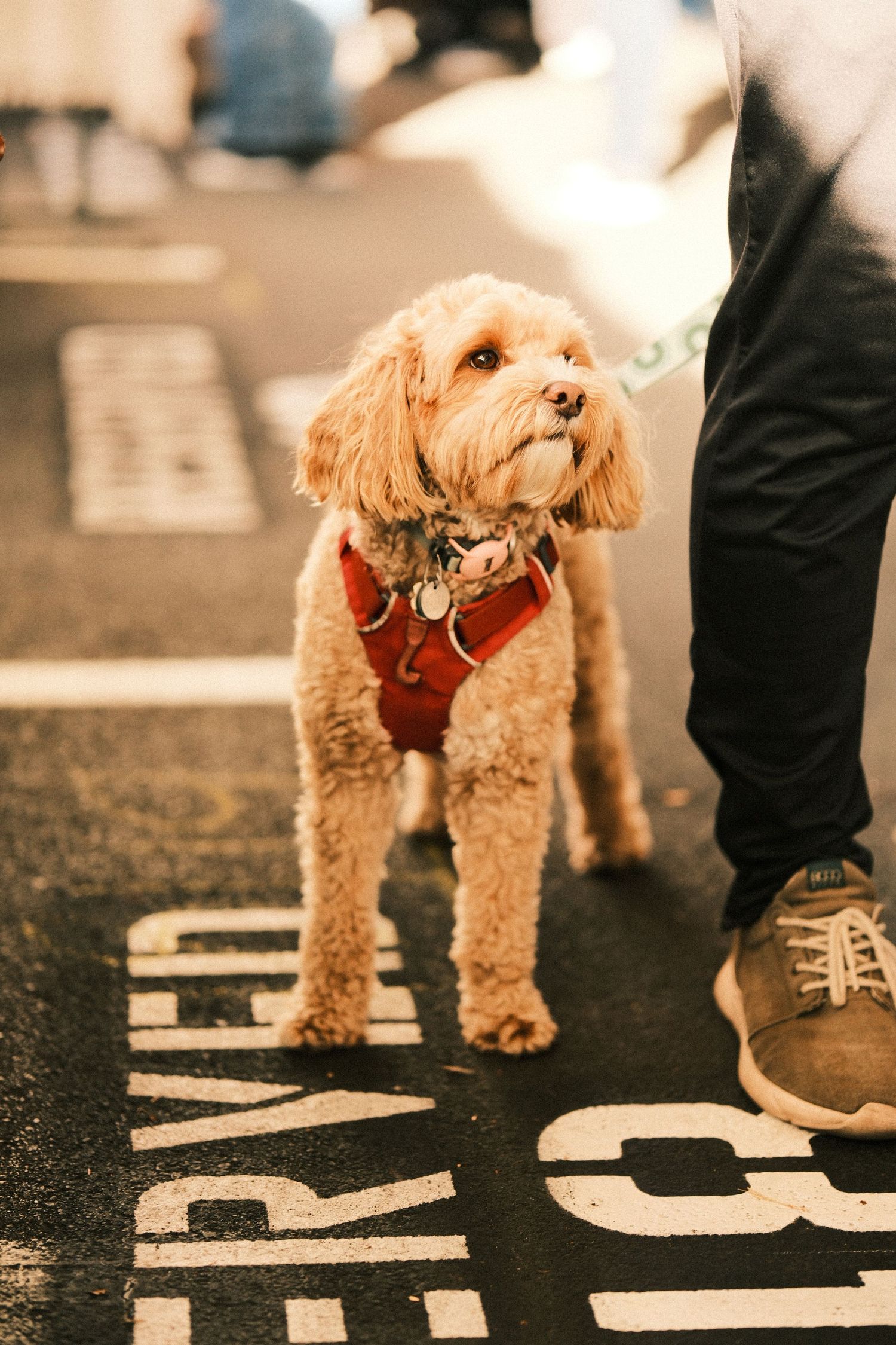 A goldendoodle puppy in a red harness walking on pavement with text.