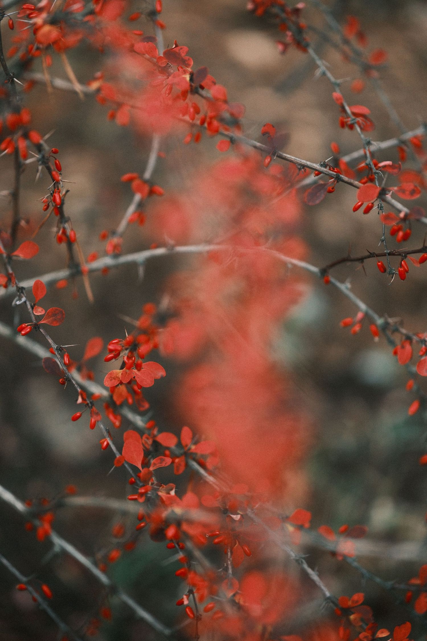 Delicate red autumn leaves on thin branches captured with shallow depth of field.