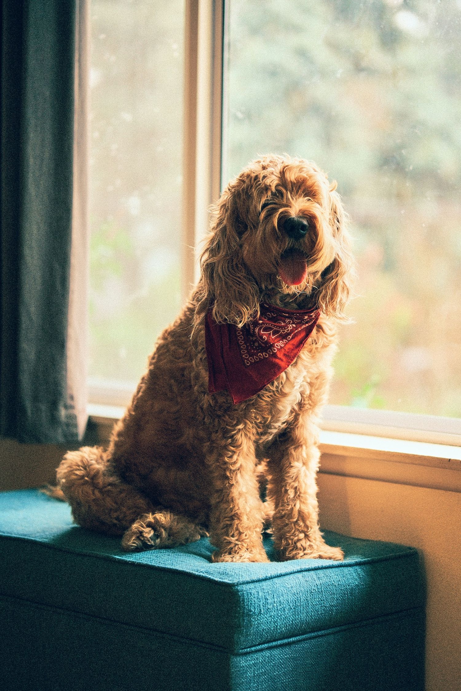 A curly-haired dog with a red bandana sits by a window on a blue cushion.