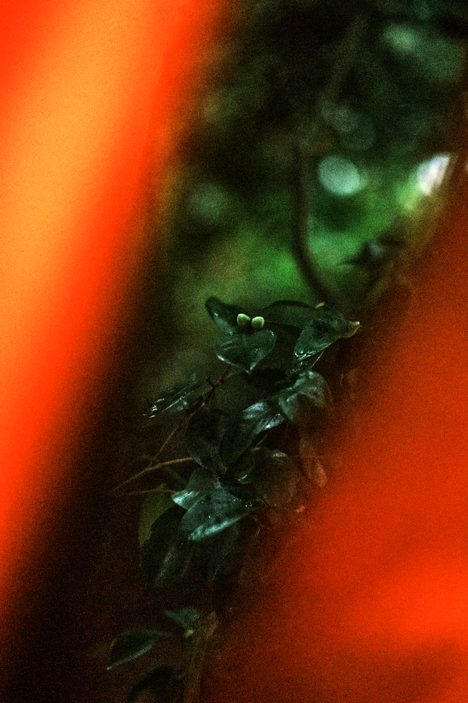 Abstract nature composition with bright orange lighting and dark green foliage.