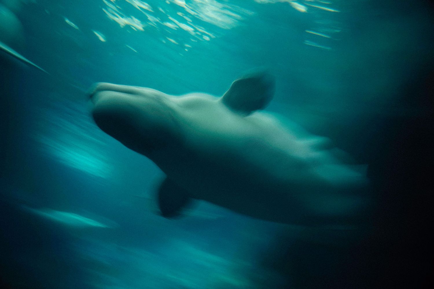 Ethereal underwater scene with rays of light filtering through turquoise water.