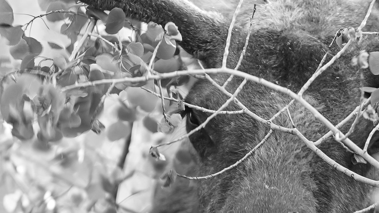 Bare tree branches silhouetted against a bright sky in black and white.