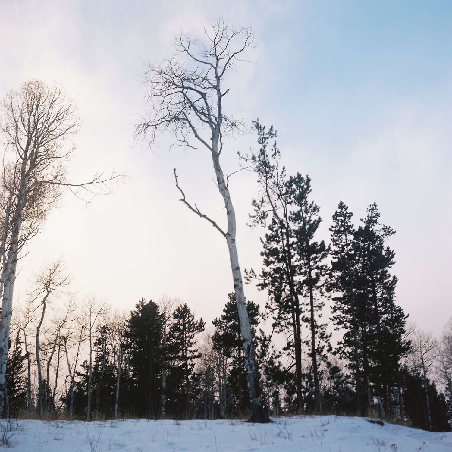 Snowy winter forest scene with bare trees and evergreens against a pale blue sky.