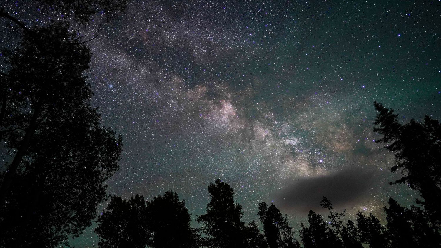 Starry night sky panorama with Milky Way visible through dark tree silhouettes.