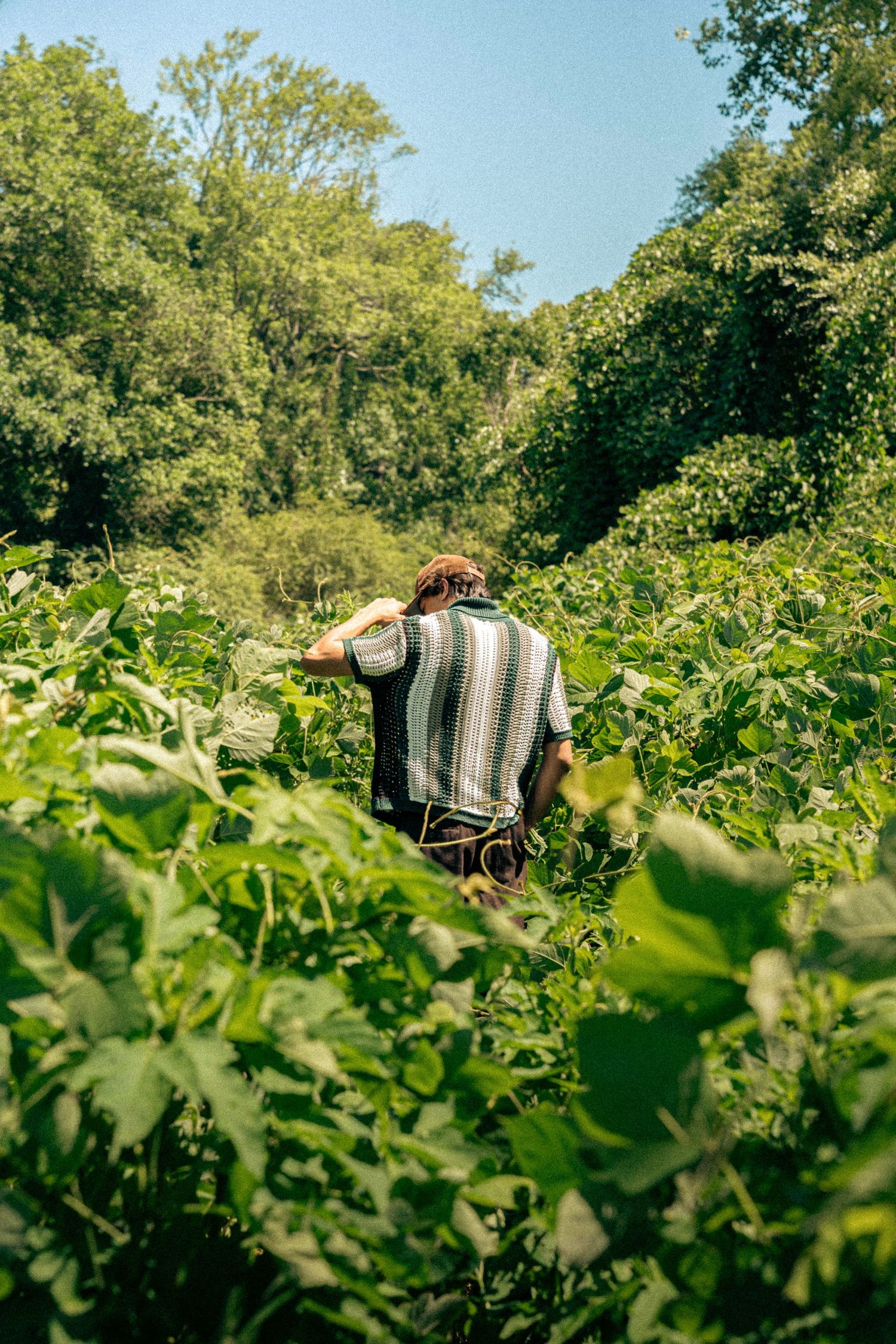 A striped blanket lies among lush green foliage in a sunlit garden setting.