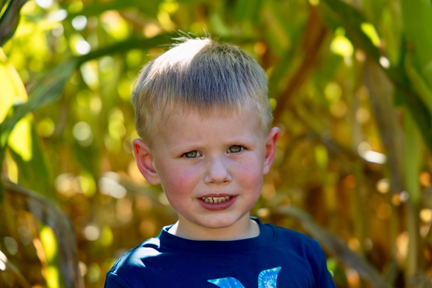 Smiling young blonde boy with a crew cut wearing a blue shirt, standing in front of green corn stalks outdoors.