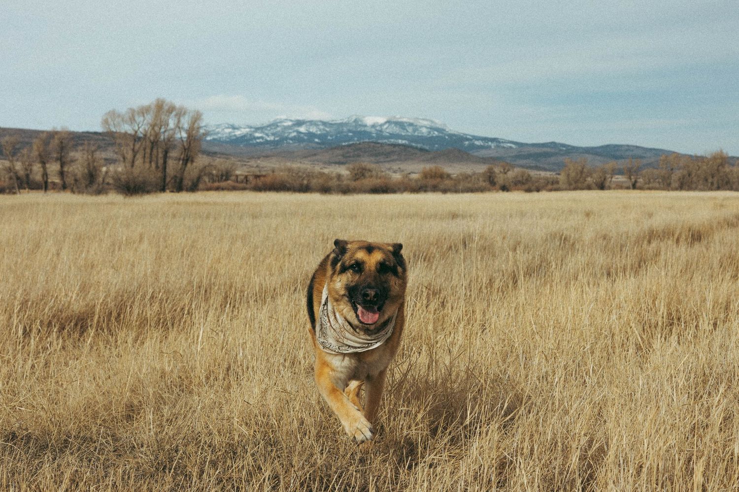 A dog running around in the mountains of Montana