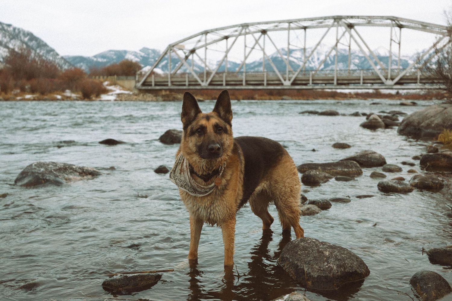 Fishing the Madison River with a dog