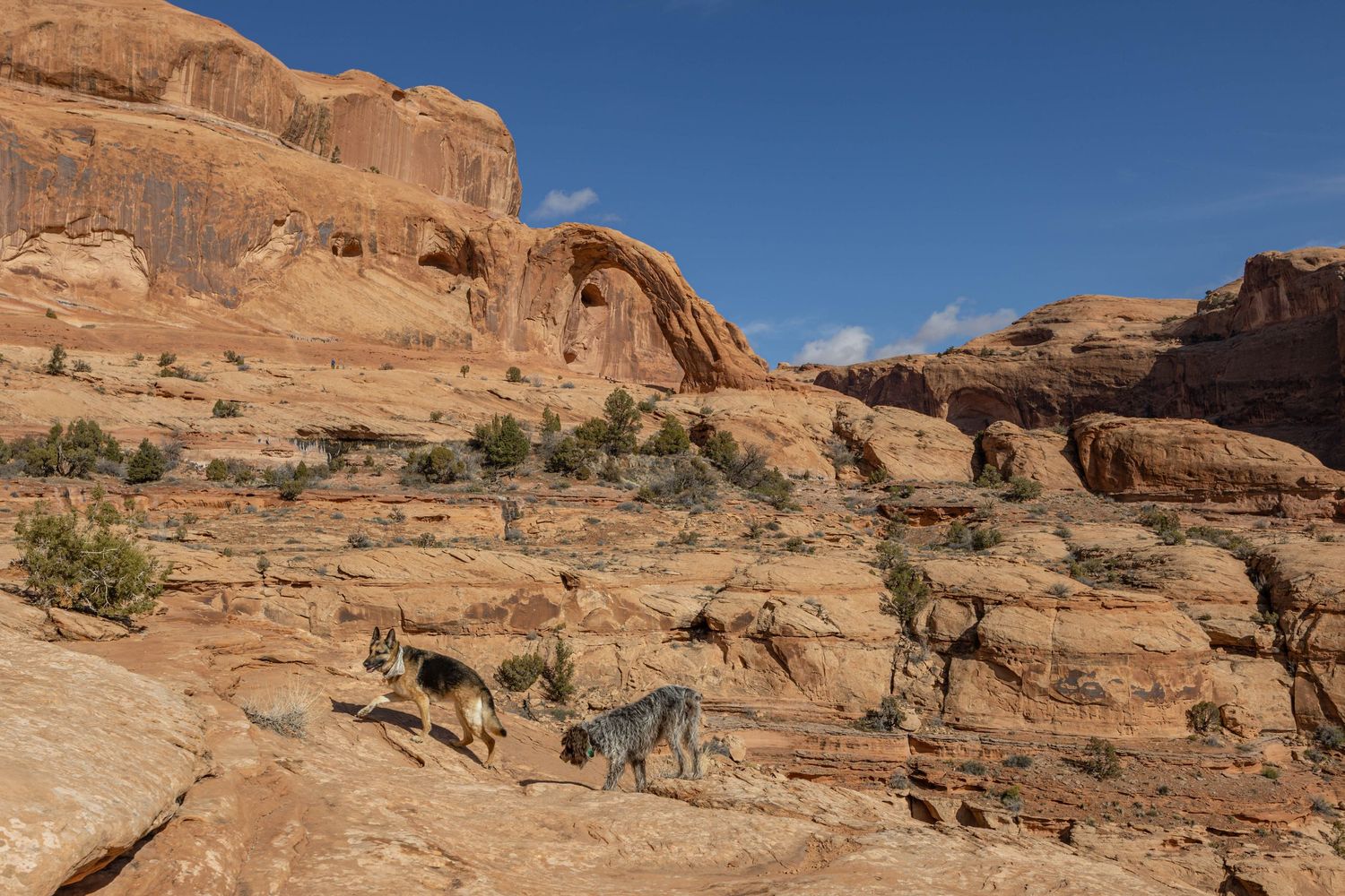 Two dogs exploring Moab, Utah