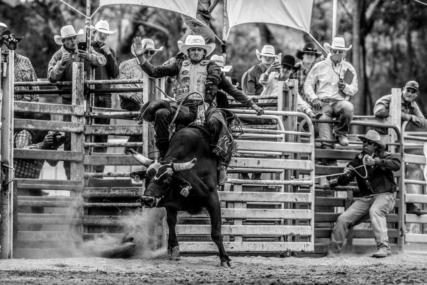 Cowboy, Tom Hudson winning the Tom Mitchell Memorial Open Bull Ride in Cootamundra, 2023.