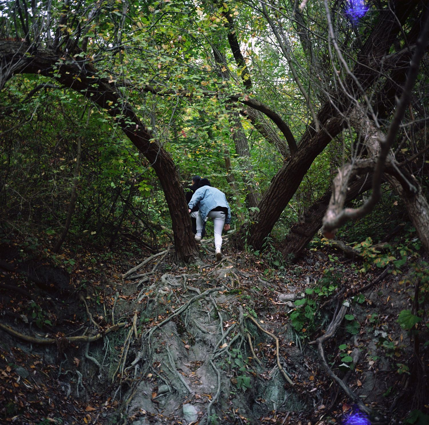 Wooded hiking trail with rocky terrain winding through dense green foliage.