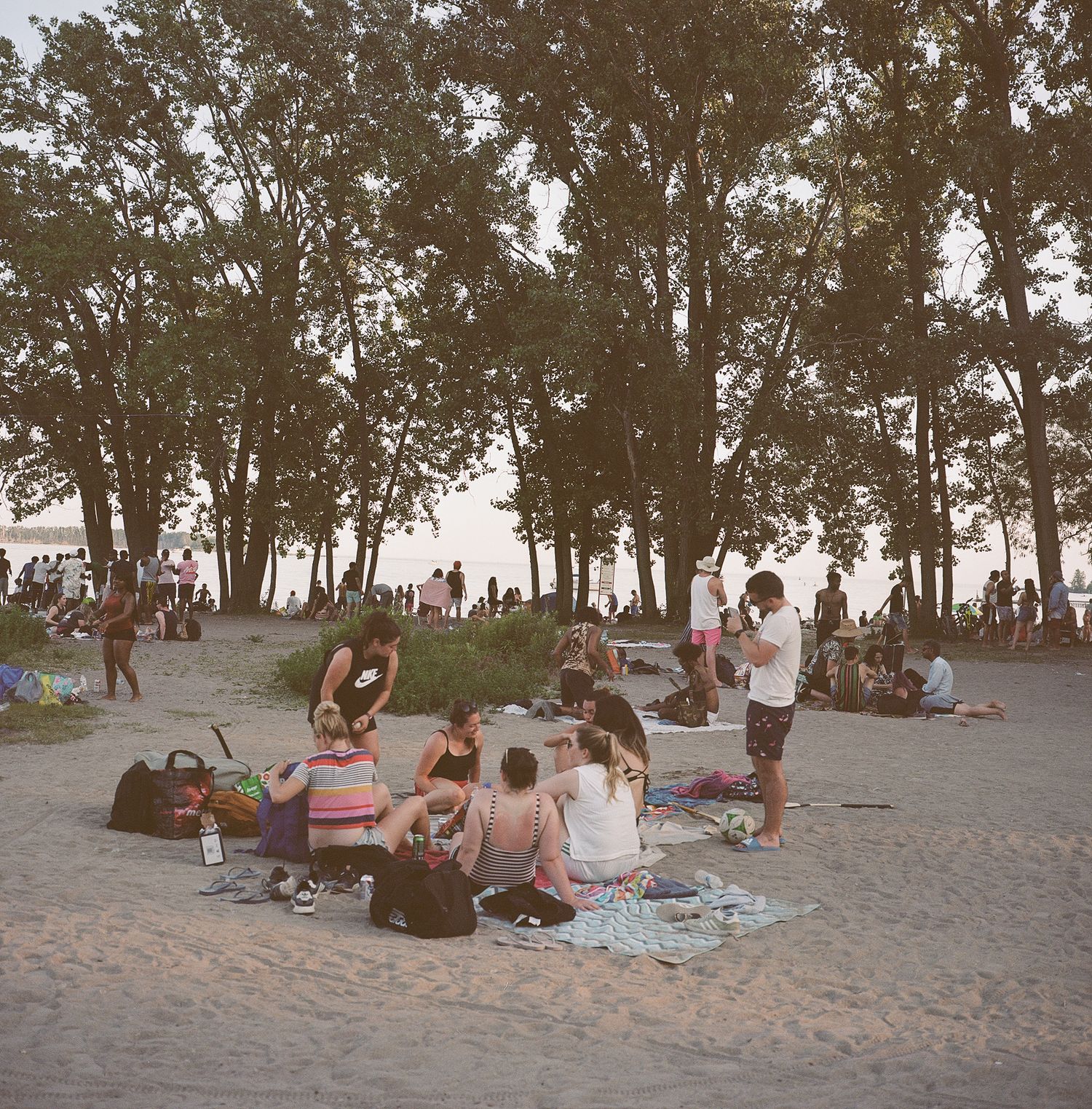 Groups of people gather for a summer evening picnic under tall trees at a beach park.