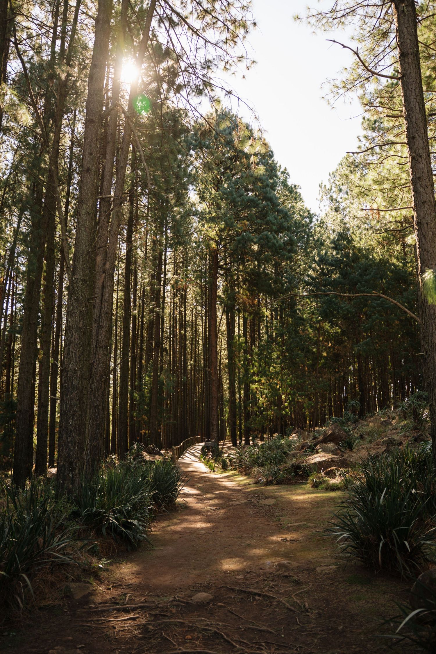 A row of tall trees at a wedding venue in a photo taken by Jordie Captures