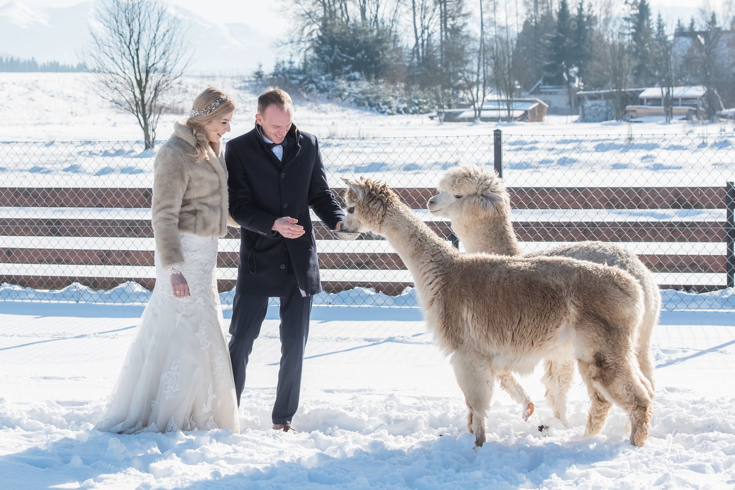 Sesja ślubna w zimowej scenerii gór, sesja z alpakami, fotograf ślubny Chochołów