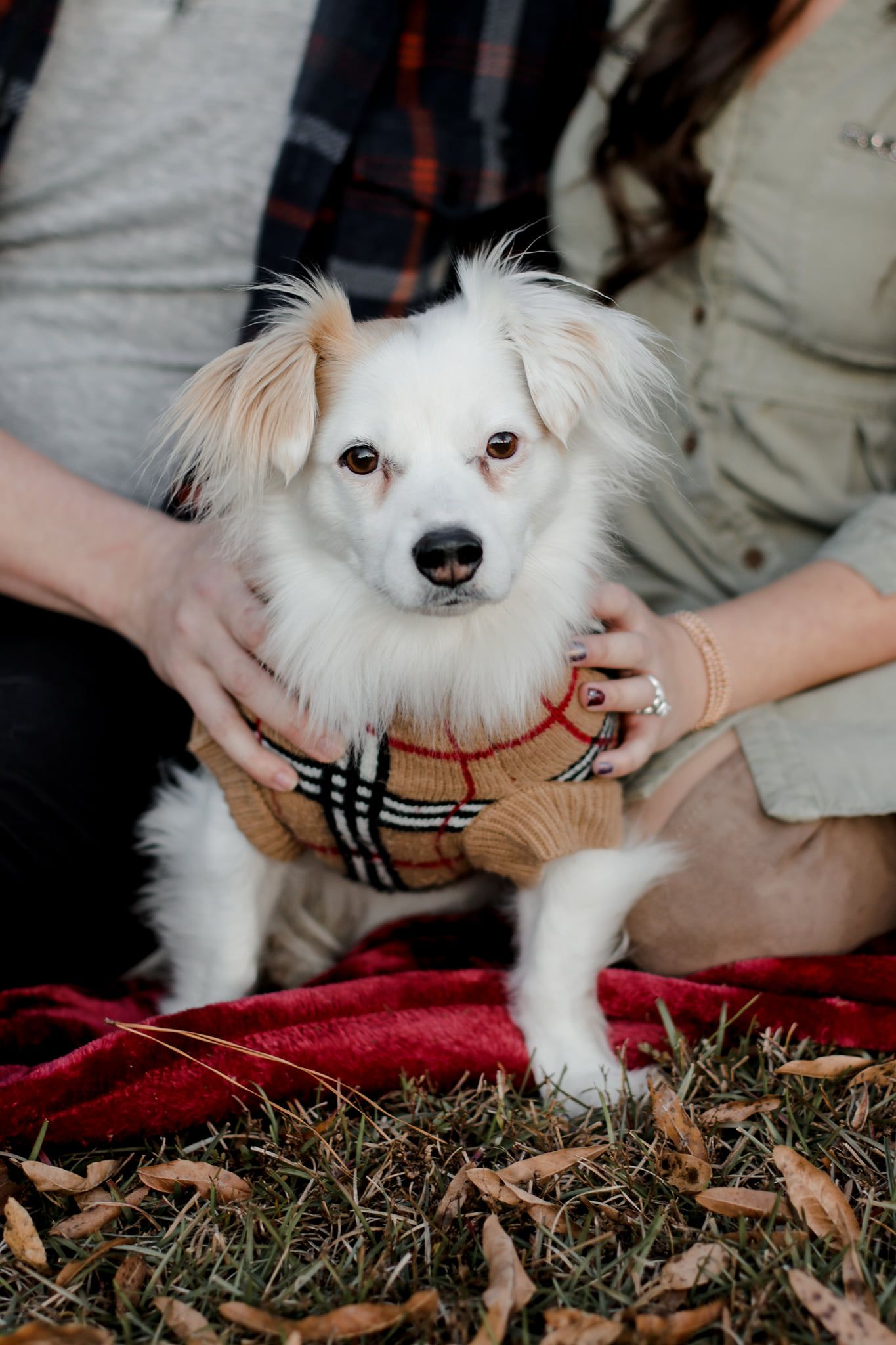 Small white dog wearing Burberry-style plaid coat lying on red blanket outdoors.