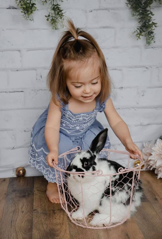 Two black and white rabbits nestled in a decorative white basket with pink accents.