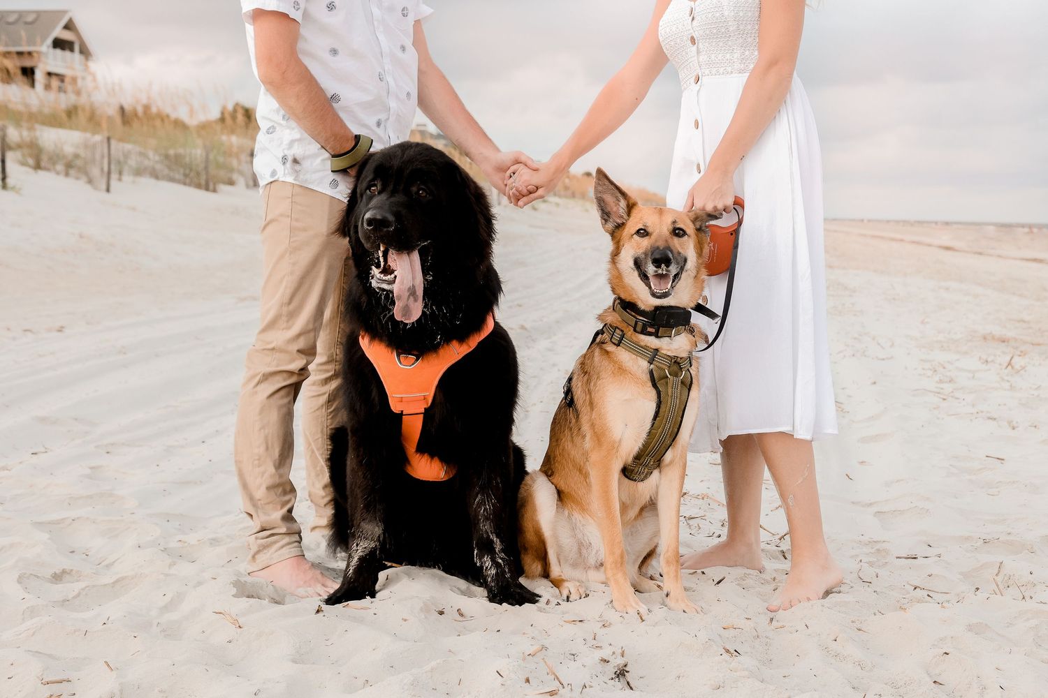 Two dogs sitting with a couple on a peaceful beach during golden hour.