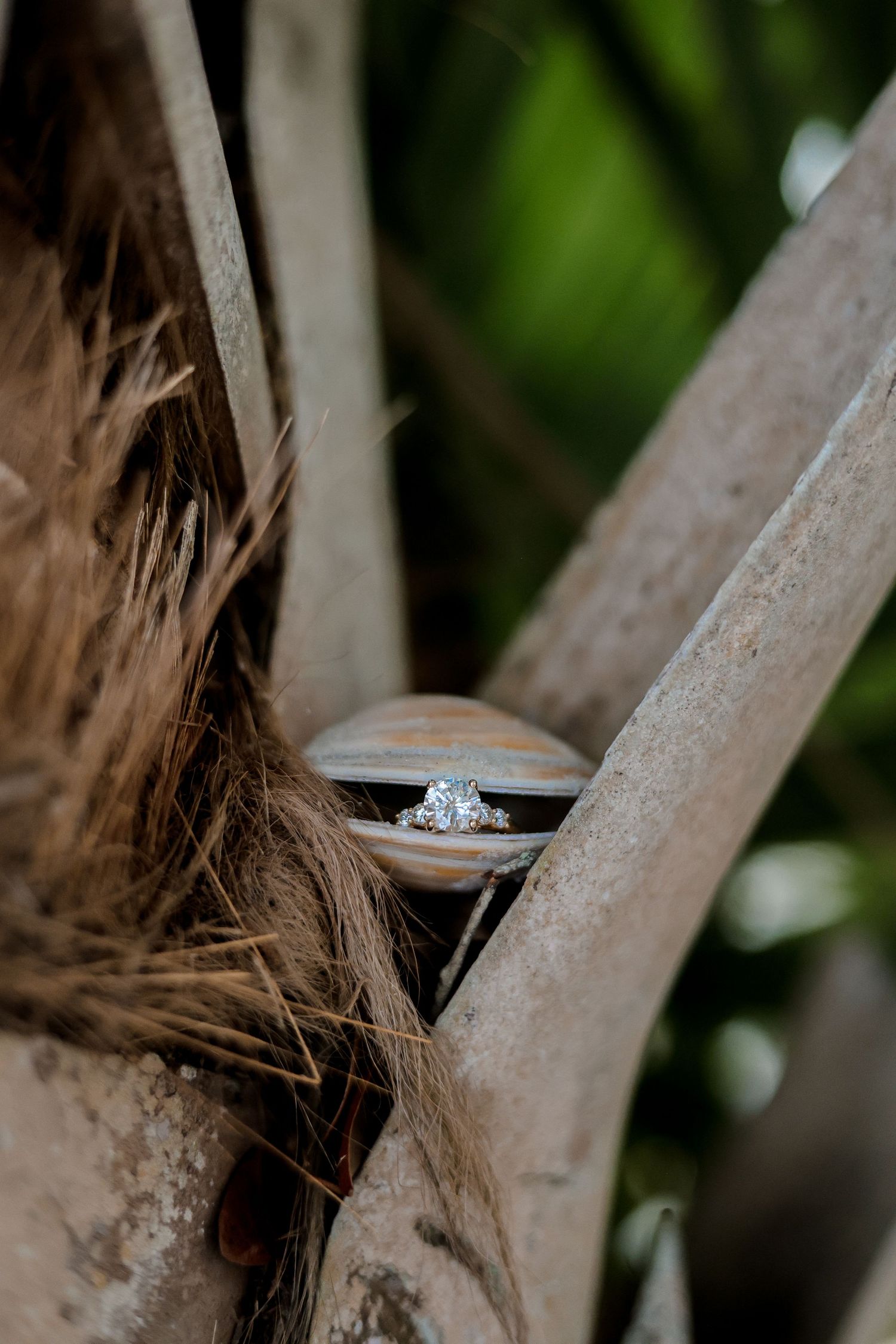 Close-up sequence of a diamond engagement ring balanced on a rustic wooden branch with soft natural lighting.