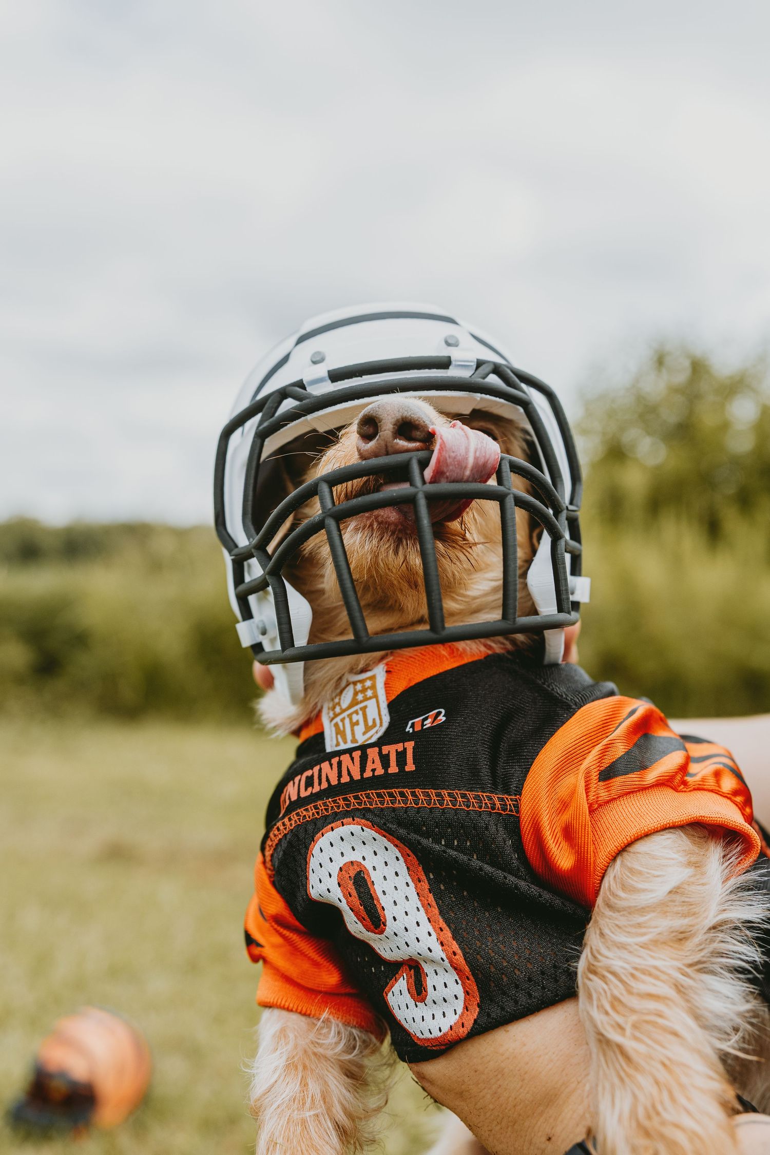 Dog wearing Cincinnati Bengals football jersey and helmet playing outdoors with football in background.