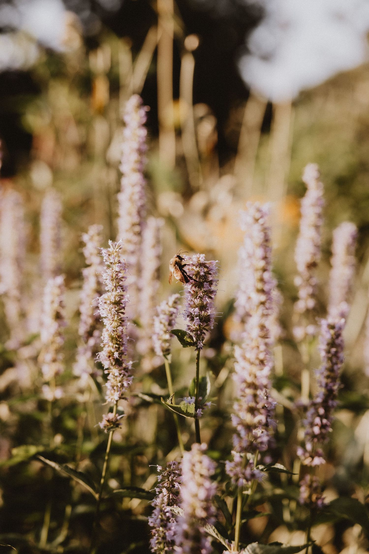 Purple sage flowers bloom in a garden with soft sunlit bokeh background creating a dreamy summer atmosphere.