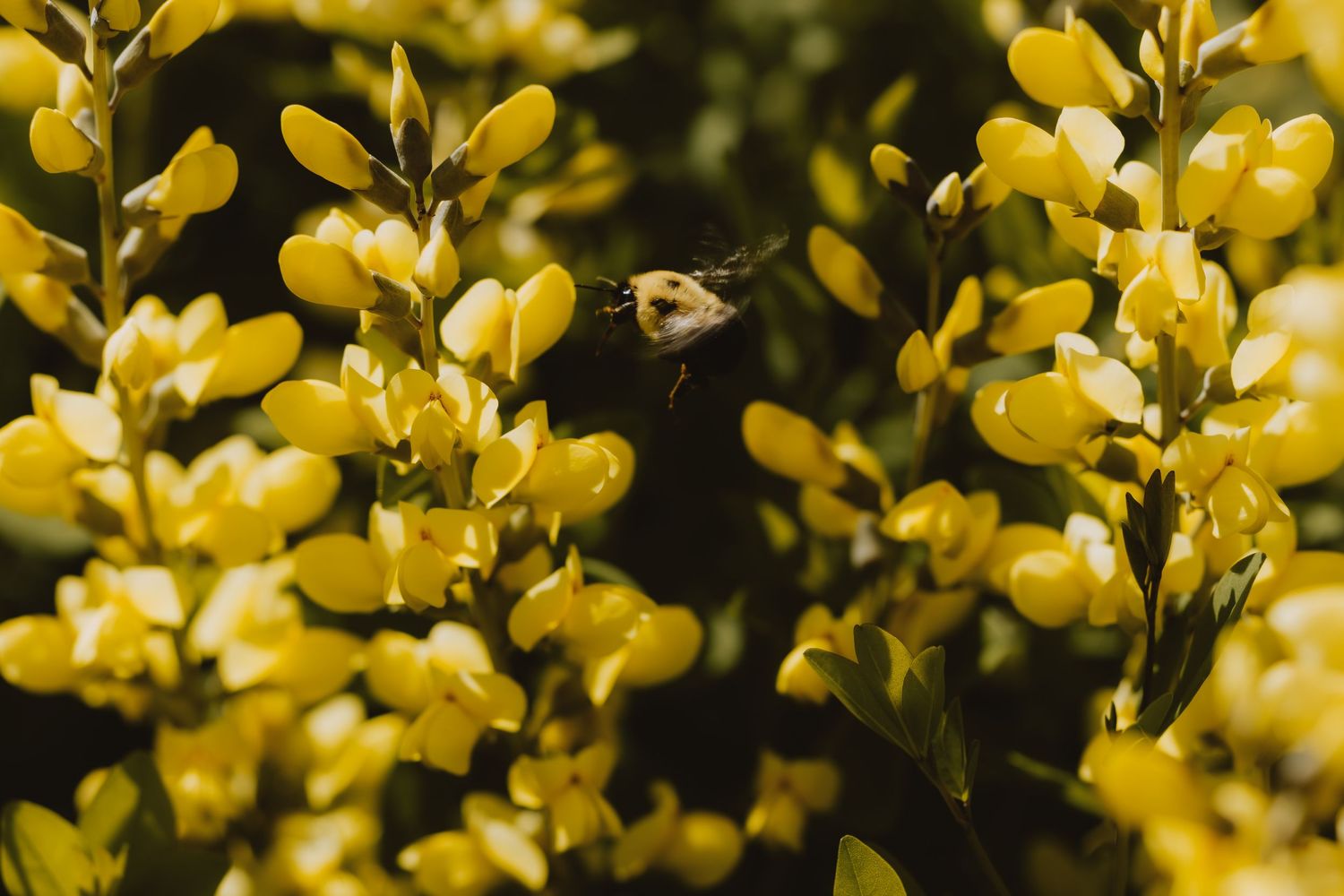 A bumblebee in flight among vibrant yellow broom flowers in full bloom.