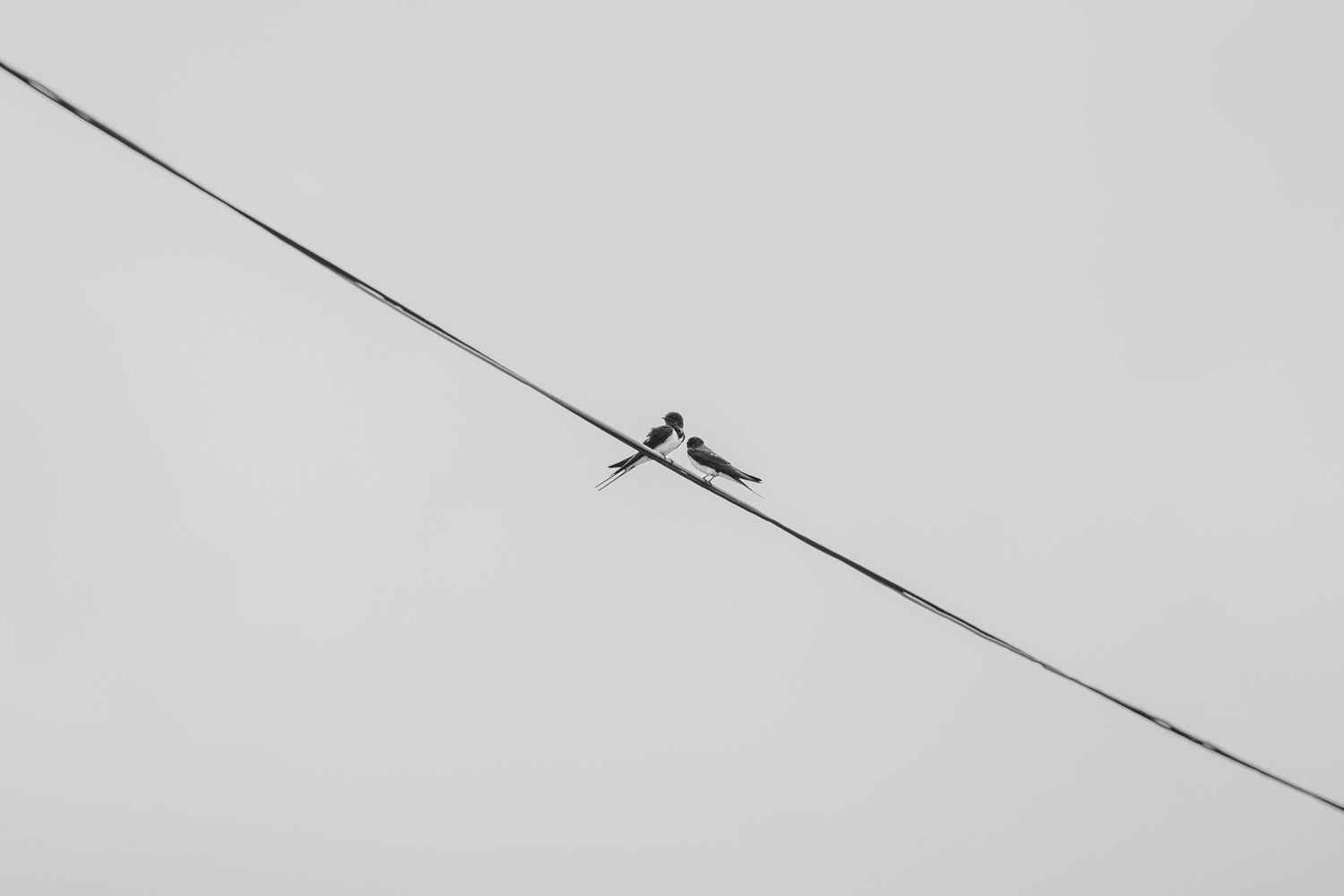 A silhouetted bird perches on a single diagonal power line against a minimalist gray sky background.