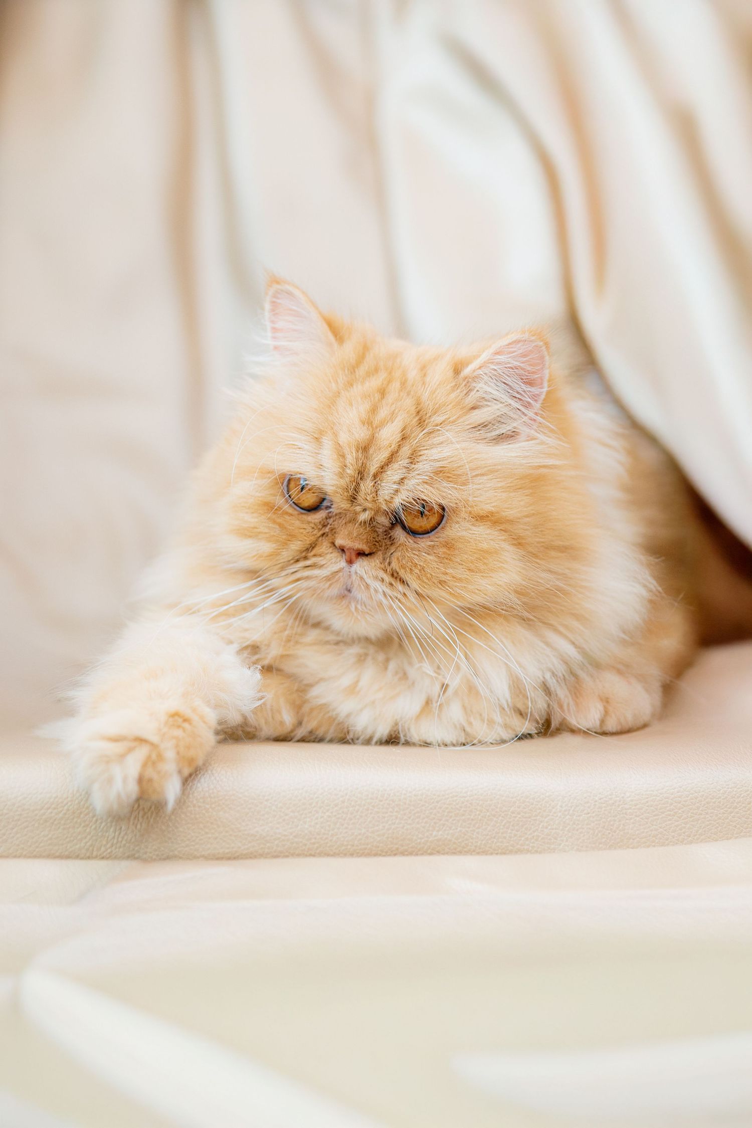 A fluffy cream-colored Persian cat with a grumpy expression lying on white bedding.