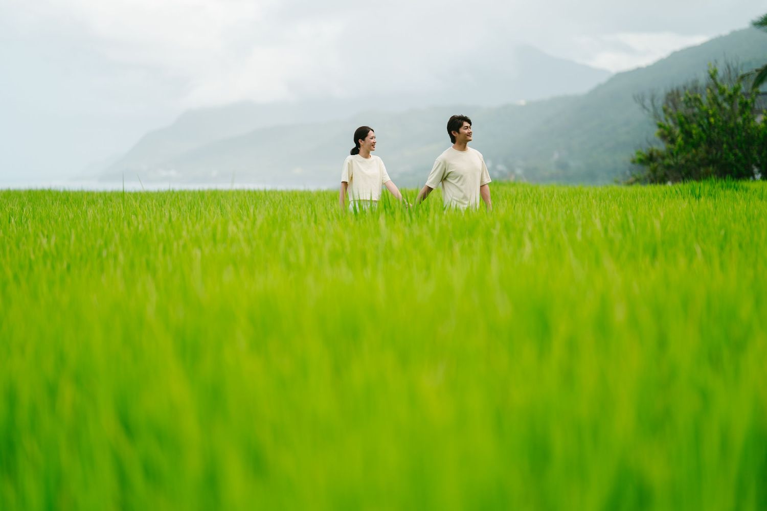 A couple walks hand in hand through a vibrant green rice field with misty mountains in the background.