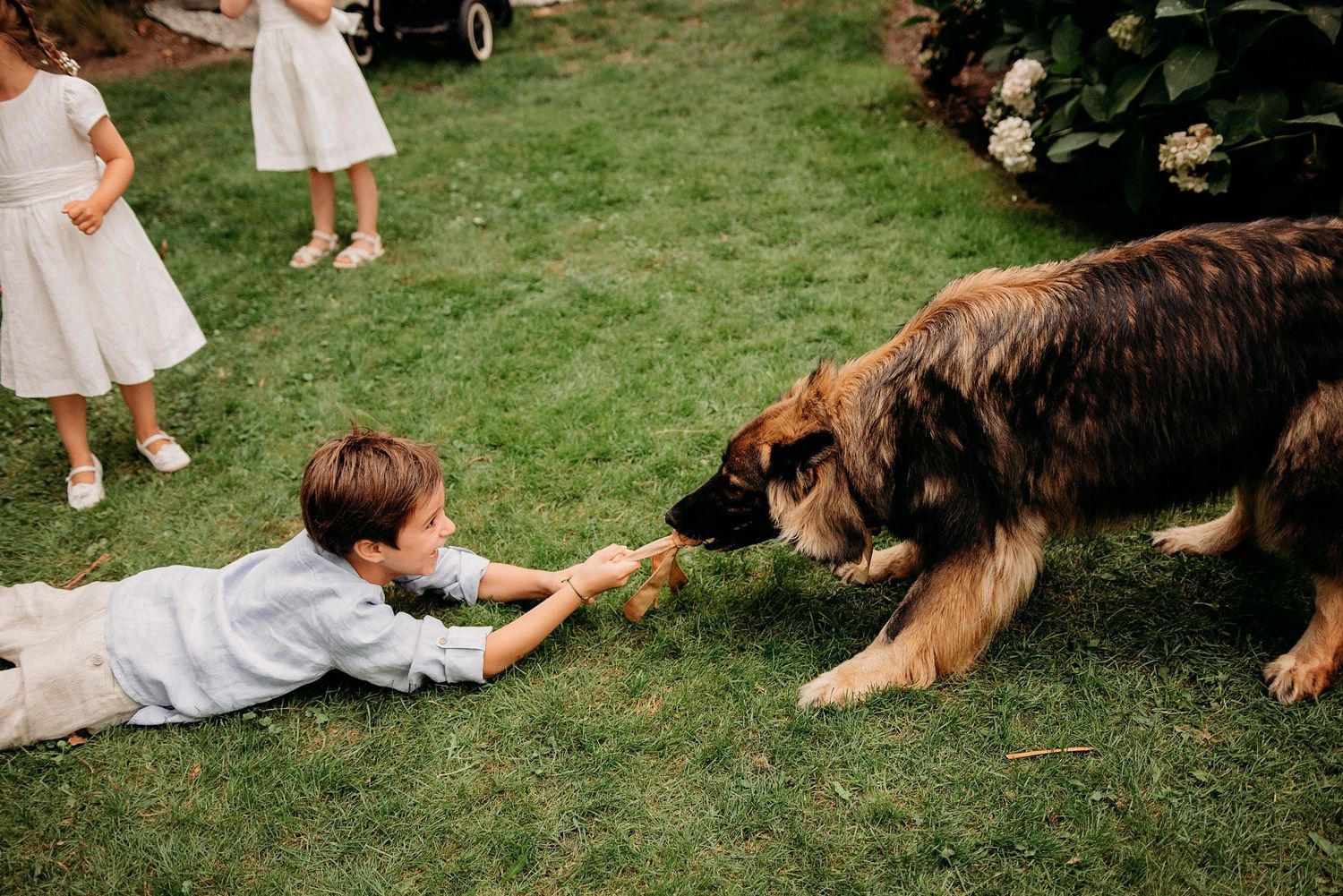 Honden spelen op gras tijdens een buitenevenement bruiloft, trouwfotografie Brabant.
