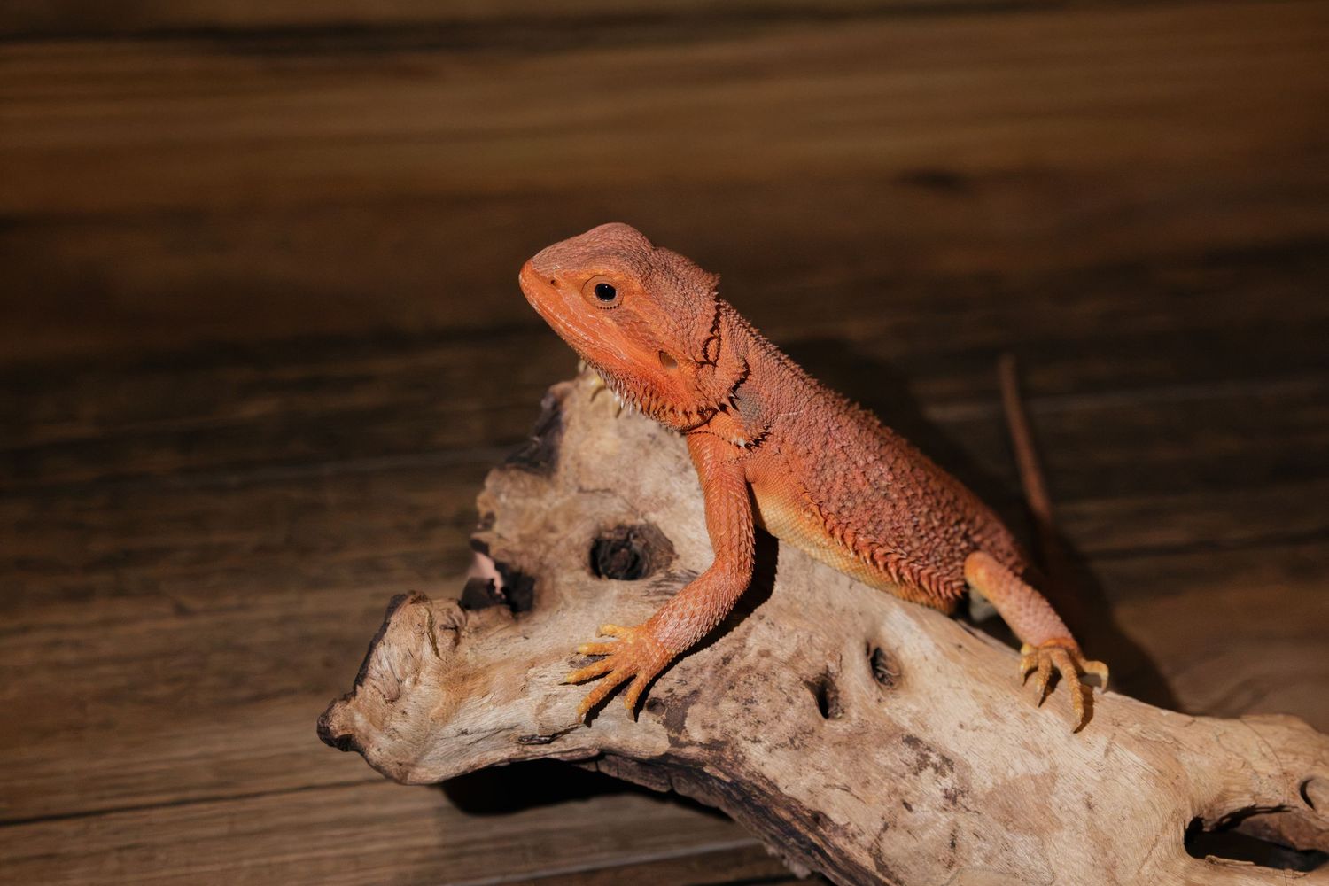 A vibrant orange bearded dragon lizard perched on a weathered driftwood branch against a warm wooden background.