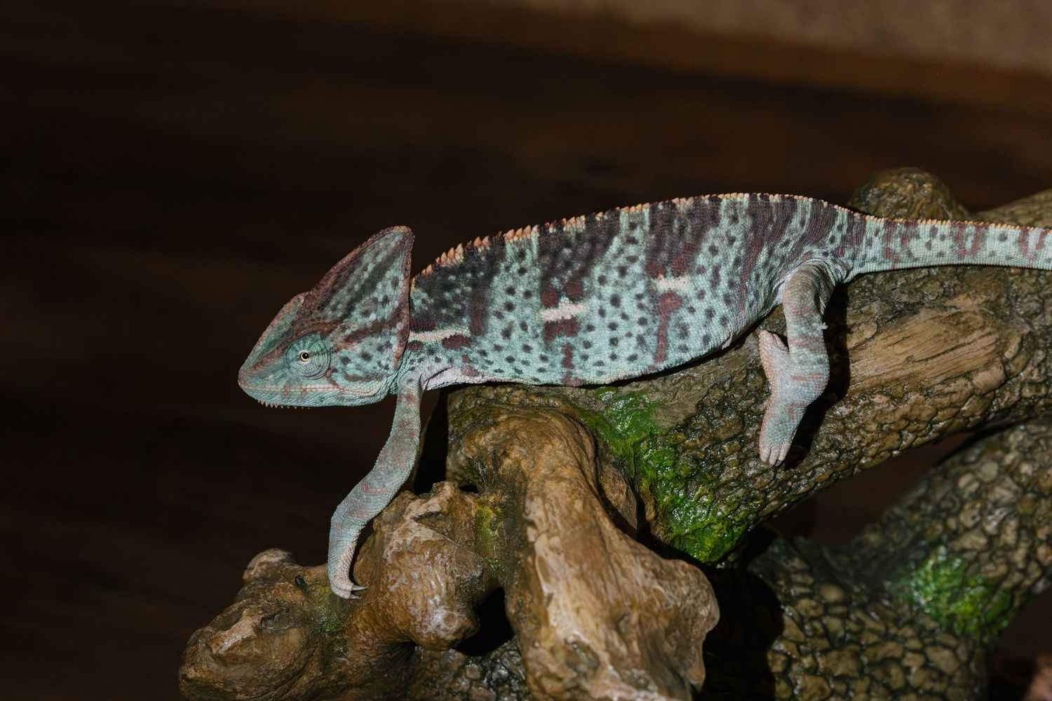 Colorful blue and green veiled chameleon perched on a mossy wooden branch against a dark background.