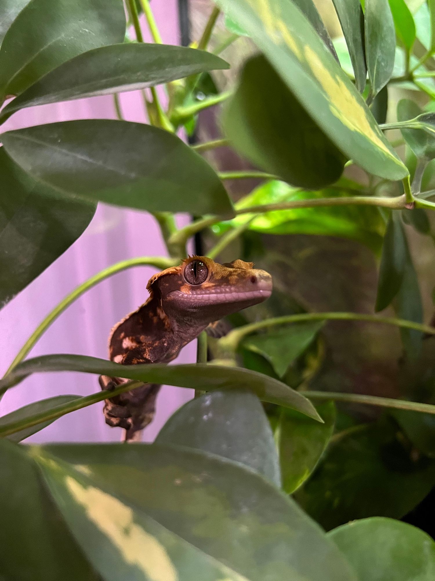 Close-up sequence showing a small brown tree frog climbing through green leaves against a pink background.
