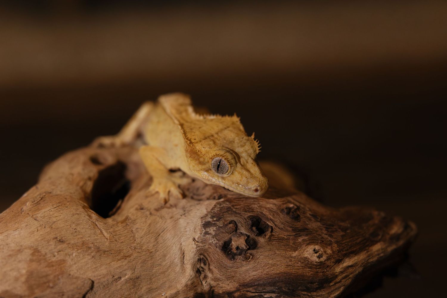 A crested gecko perched on driftwood against a dark background, showcasing its textured yellow-brown scales.