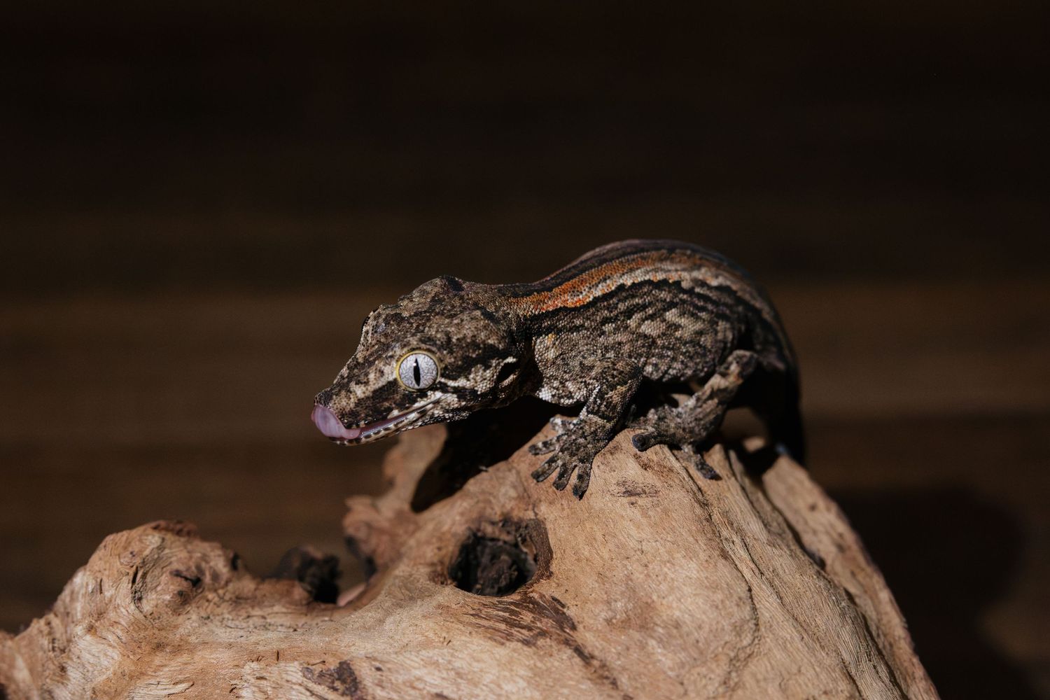 A small gecko with textured scales perches on driftwood against a dark background.