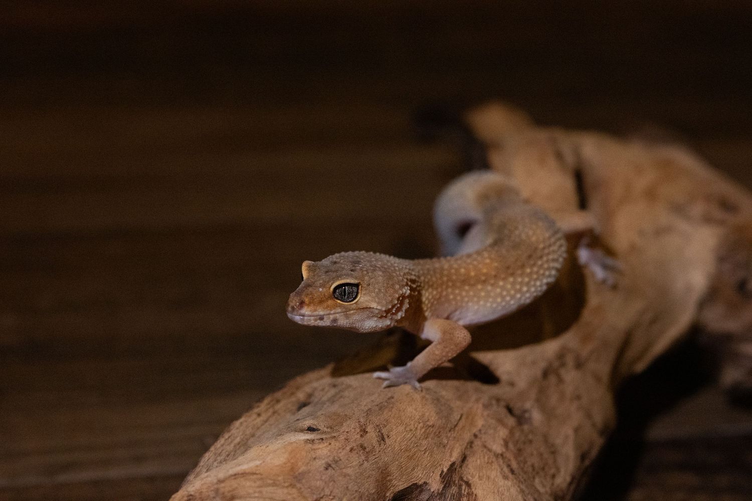 A small brown gecko perched on a piece of driftwood against a dark wooden background.