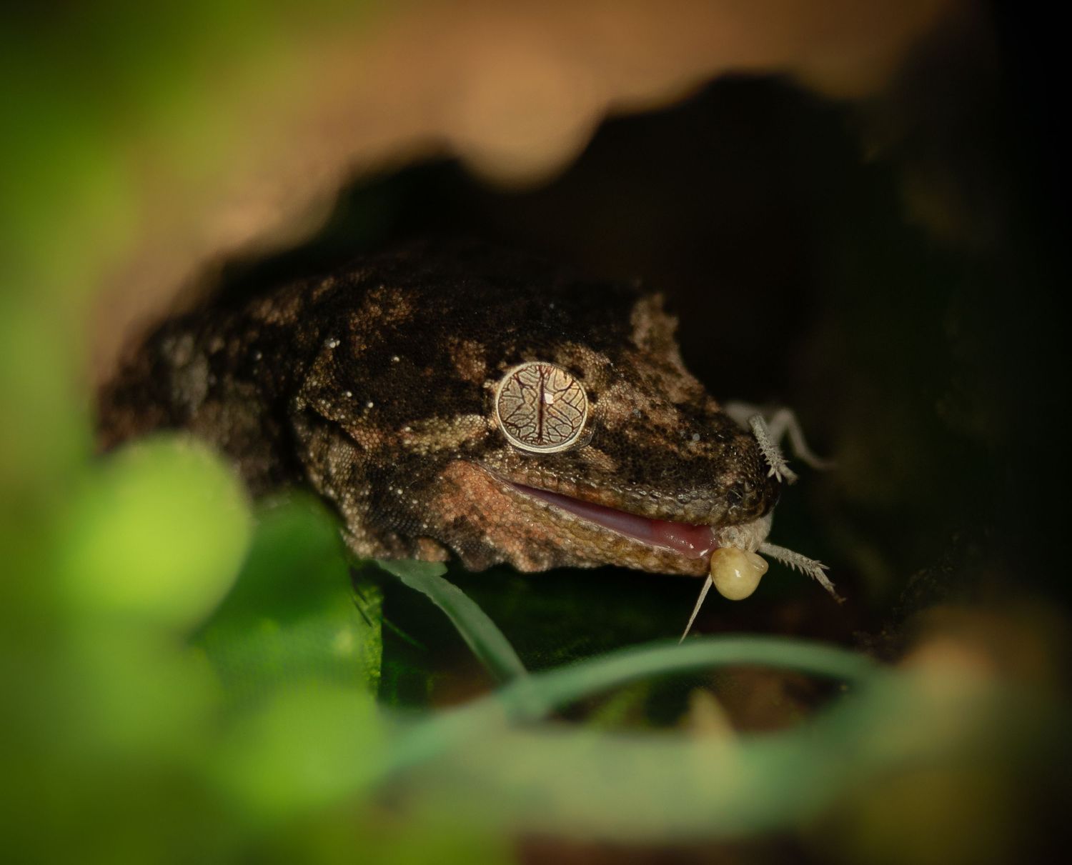 Small gecko climbing on rough bark surface at night with dark blurred background.