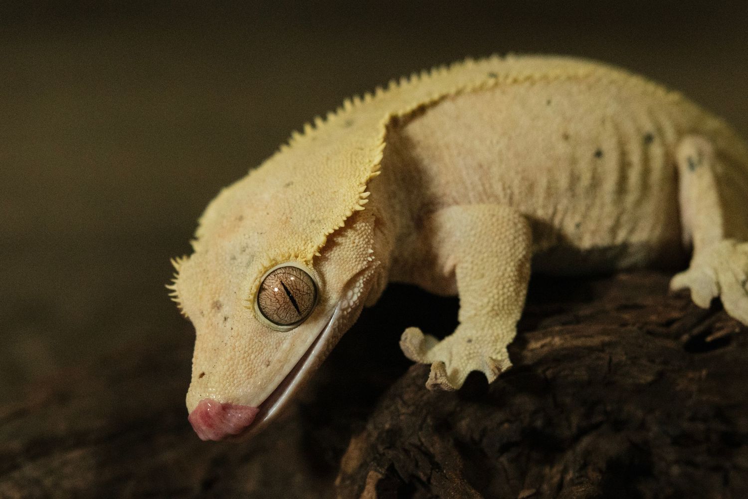 A leopard gecko with a speckled pattern on its tail extends its tongue while standing against a dark background.
