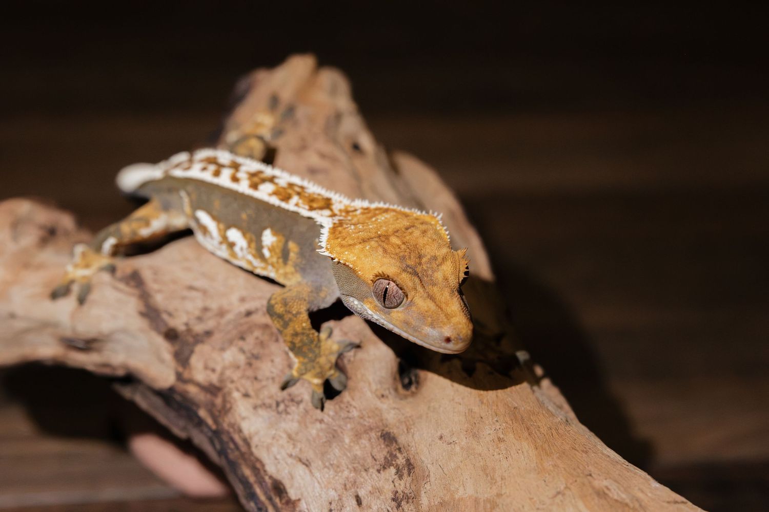 A vibrant crested gecko perched on driftwood, showcasing orange and white patterns against a dark background.