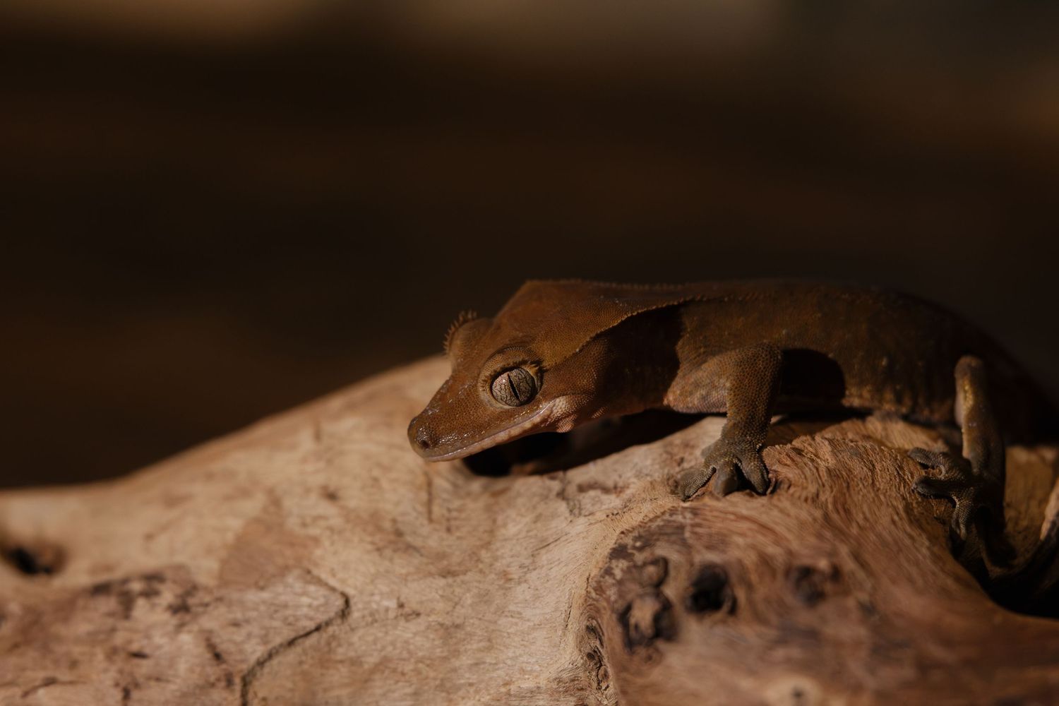 A brown crested gecko perched on driftwood, blending naturally with its surroundings in a dimly lit habitat.