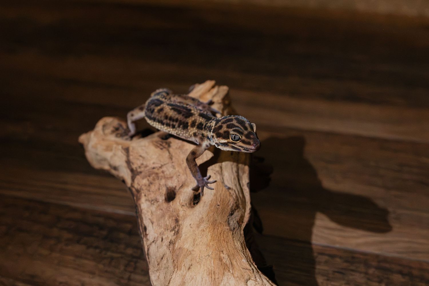 A small gecko with spotted markings perches on a weathered wooden branch against a dark background.