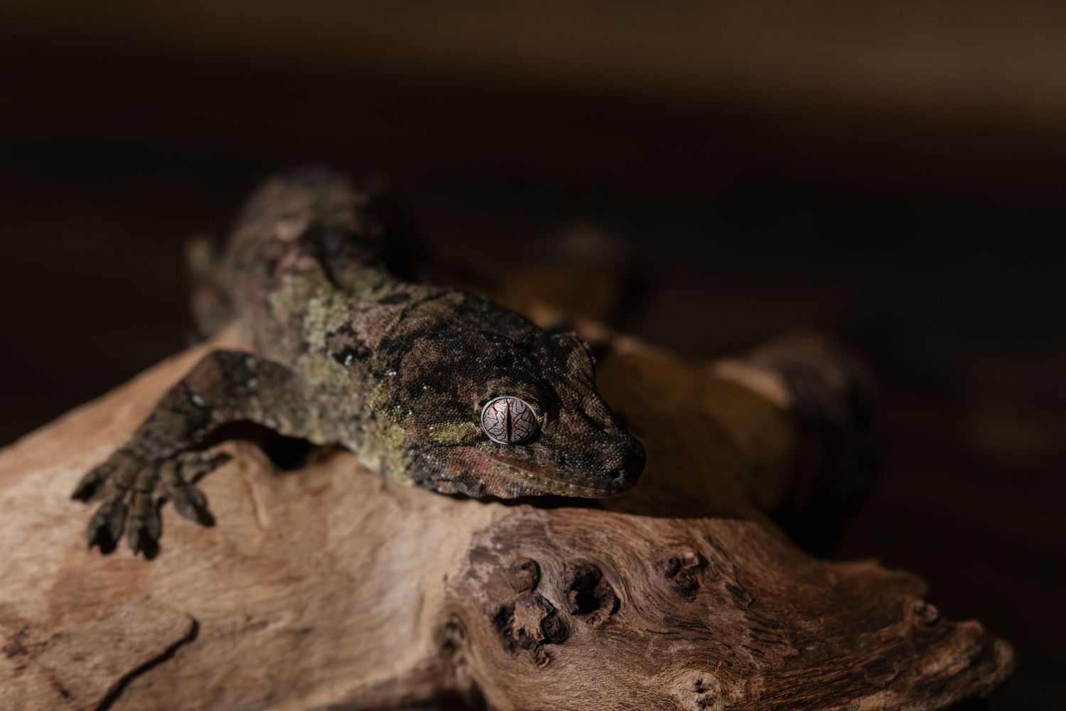 A dark-colored gecko with textured skin rests on a piece of weathered driftwood in a dimly lit habitat.
