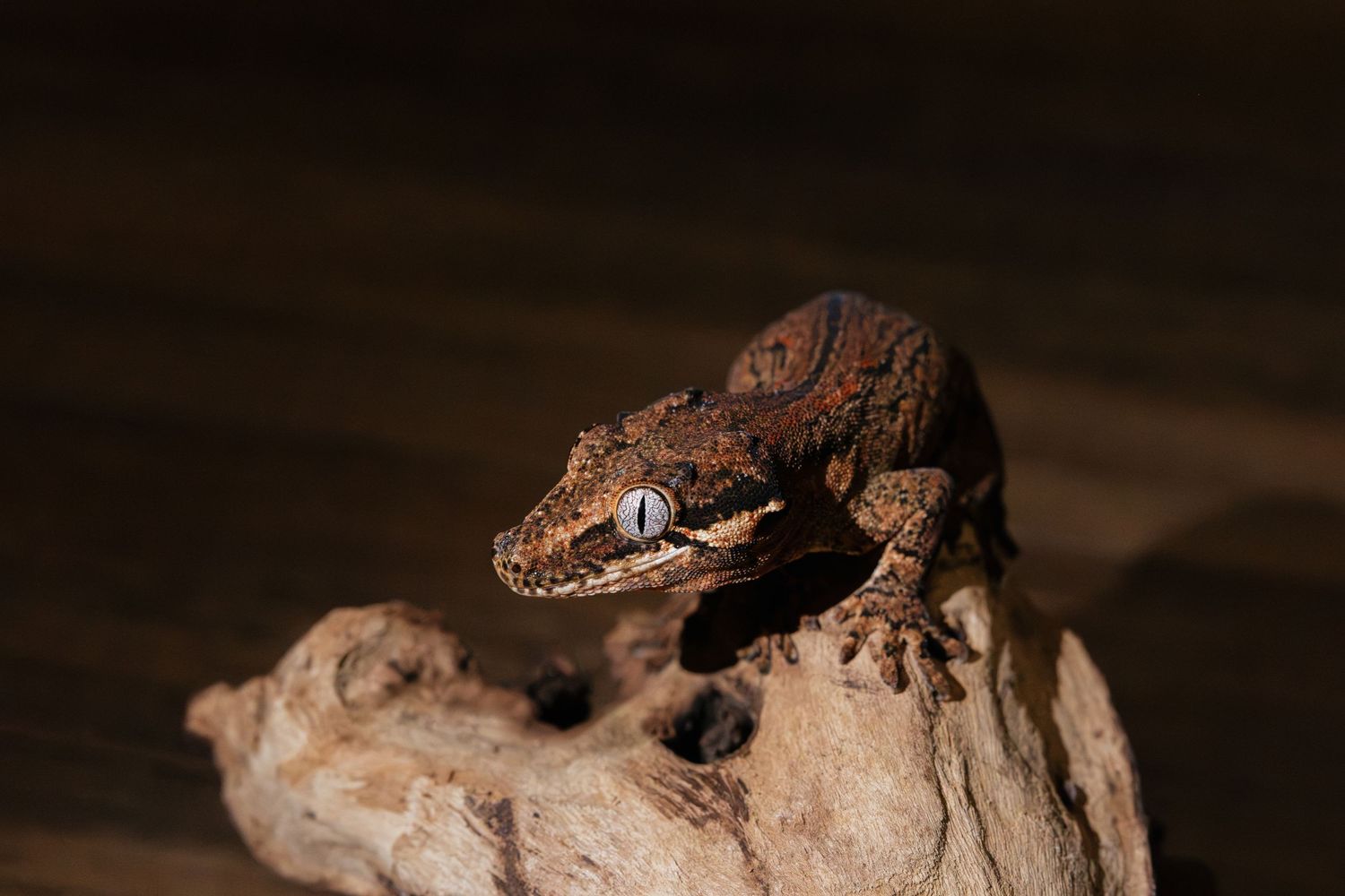 A brown crested gecko perched on driftwood against a dark background.