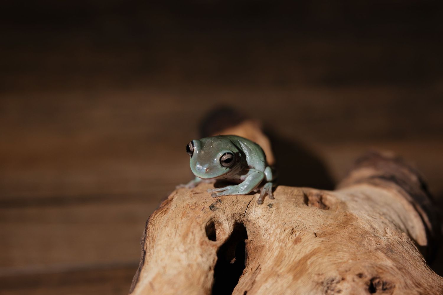 A small green tree frog perched on a piece of driftwood against a dark wooden background.