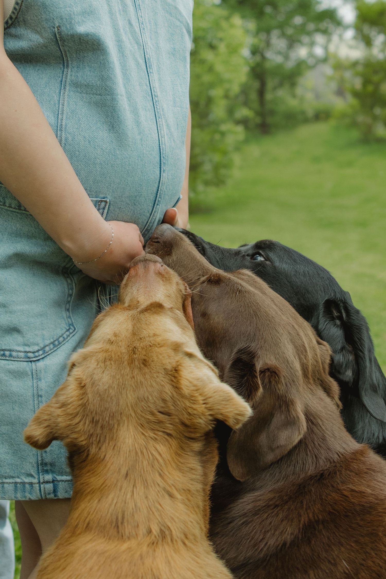 Three Labrador Retriever dogs nuzzling a pregnant woman outdoors in a green garden setting.