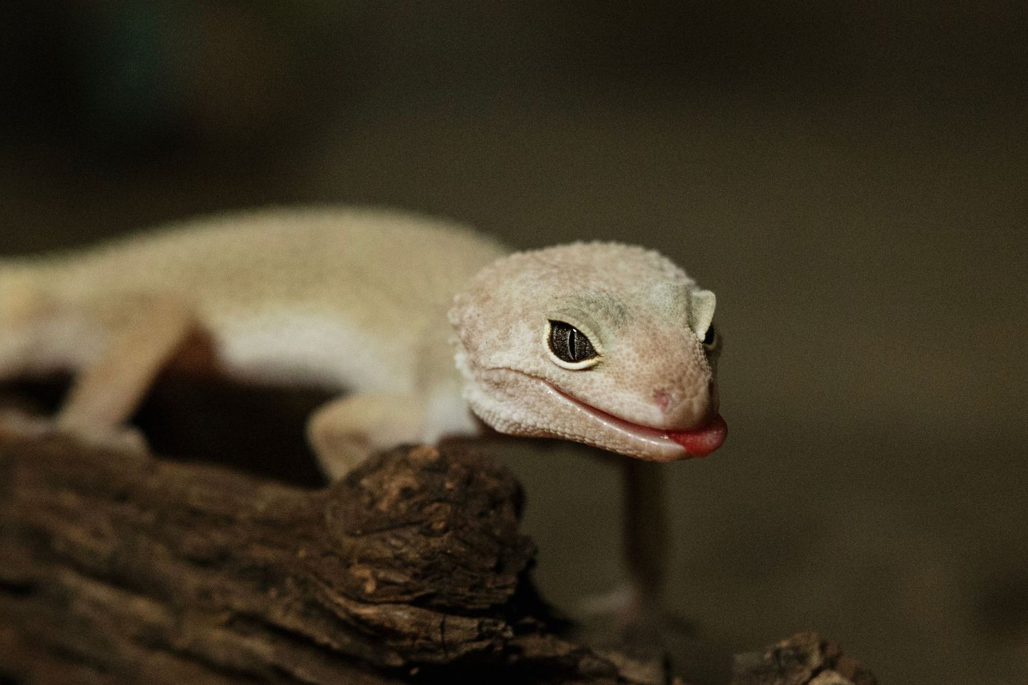 A close-up photo of a gecko in various poses showing its head, eyes and scales against a dark background.