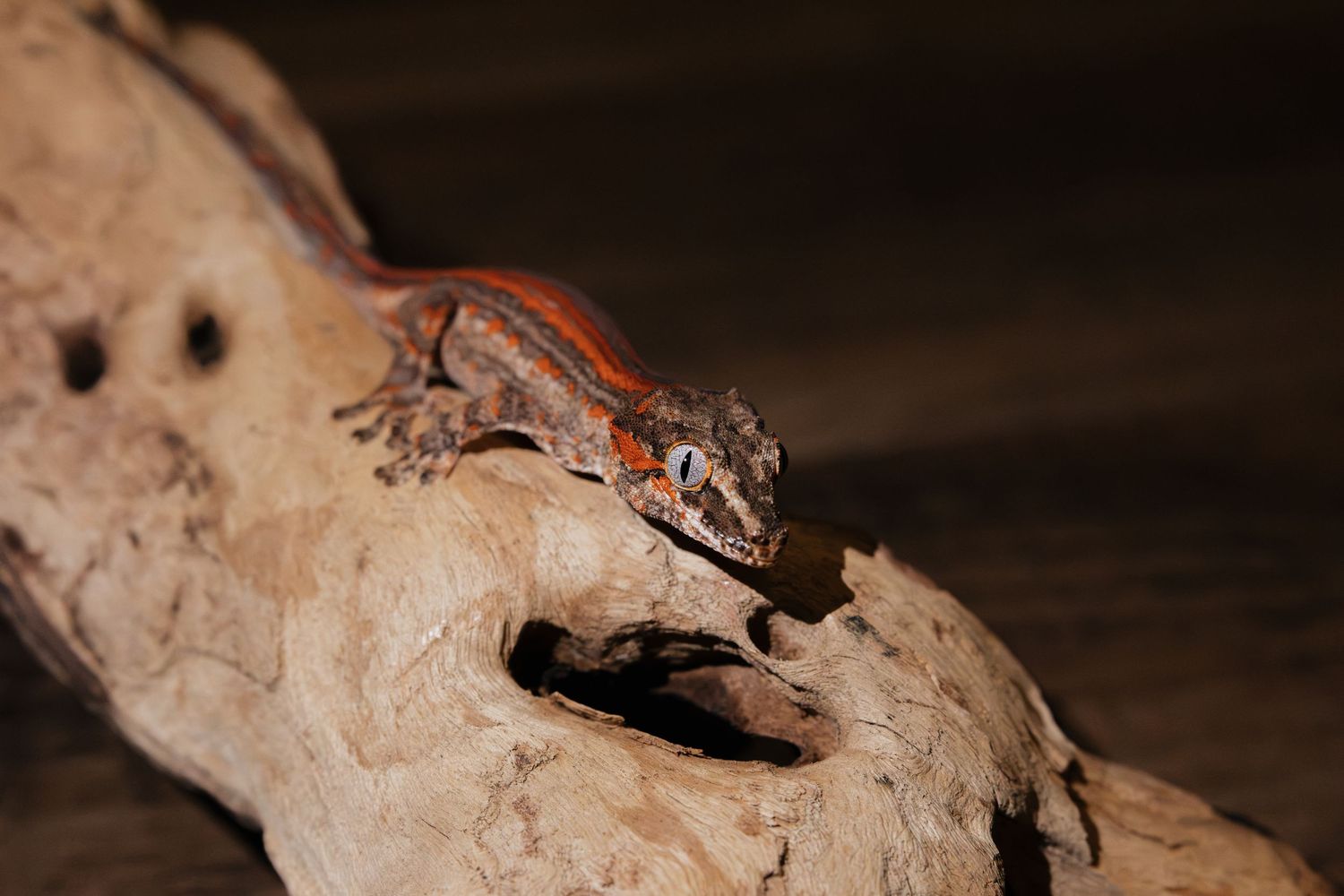 A vibrant red and brown gecko perched on a weathered driftwood log against a dark background.