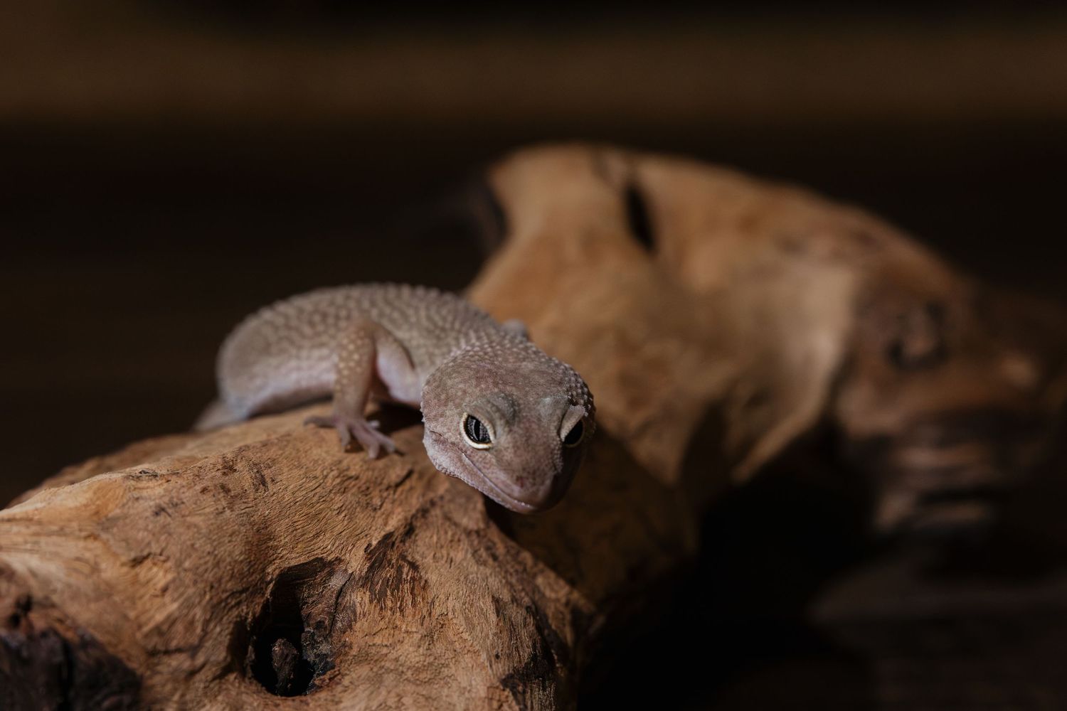 A small gray gecko perched on a piece of driftwood against a dark background.