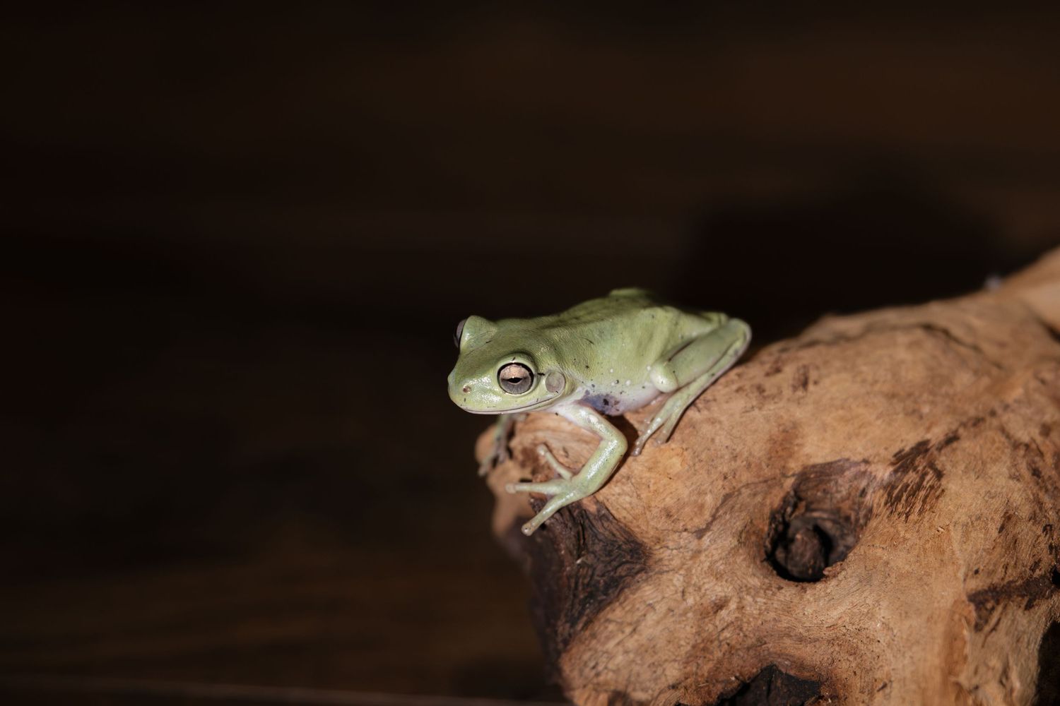 A small green tree frog perched on a textured brown rock against a dark background.