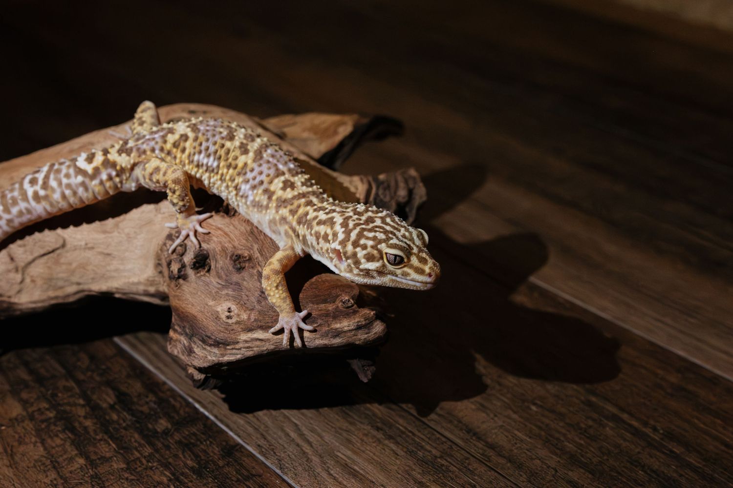 A leopard gecko perched on driftwood on a dark wooden surface, showcasing its spotted pattern.