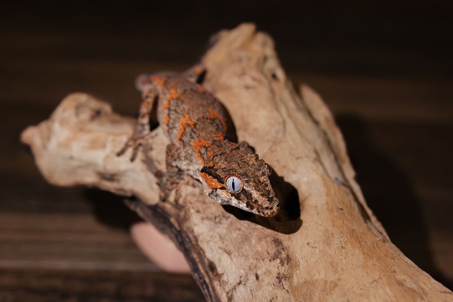 A colorful gecko with orange and brown markings perched on a piece of driftwood in a dark enclosure.